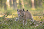 Eurasian Lynx cub