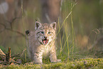 Eurasian Lynx cub