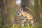 Eurasian Lynx cub