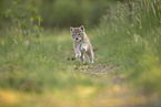 Eurasian Lynx cub