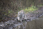 Eurasian Lynx