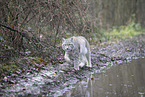 Eurasian Lynx