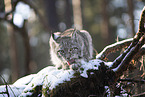 Eurasian Lynx