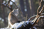 Eurasian Lynx