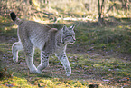 Eurasian Lynx