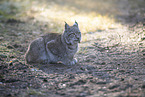 Eurasian Lynx