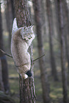 Eurasian Lynx