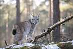 Eurasian Lynx