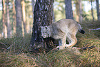 Eurasian Lynx