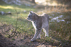 Eurasian Lynx