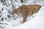 Eurasian Lynx