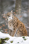 Eurasian Lynx