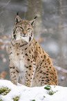 Eurasian Lynx
