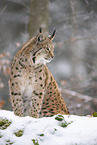 Eurasian Lynx