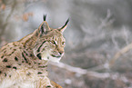 Eurasian Lynx