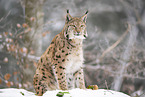 Eurasian Lynx