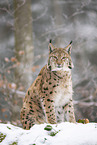 Eurasian Lynx