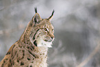 Eurasian Lynx