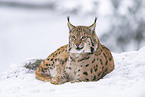 Eurasian Lynx