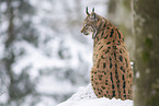 Eurasian Lynx