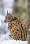 Eurasian Lynx