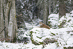 Eurasian Lynx