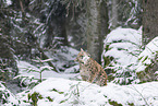 Eurasian Lynx