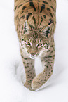 Eurasian Lynx