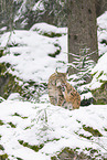 Eurasian Lynx