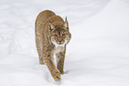 Eurasian Lynx