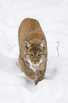 Eurasian Lynx