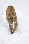 Eurasian Lynx