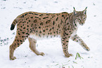 Eurasian Lynx