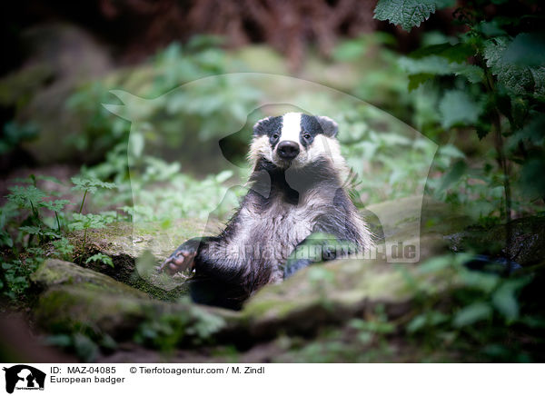 European badger / MAZ-04085