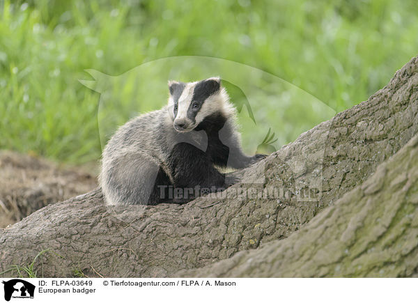 European badger / FLPA-03649