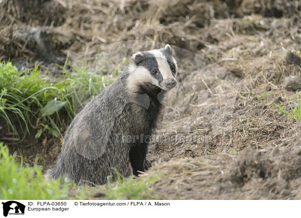 Europischer Dachs / European badger / FLPA-03650