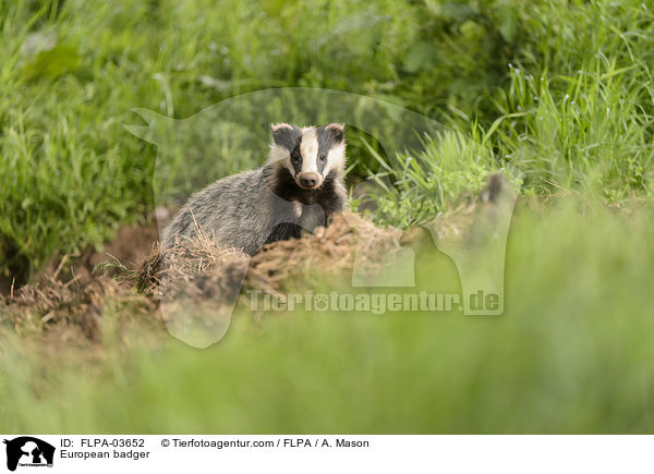 Europischer Dachs / European badger / FLPA-03652