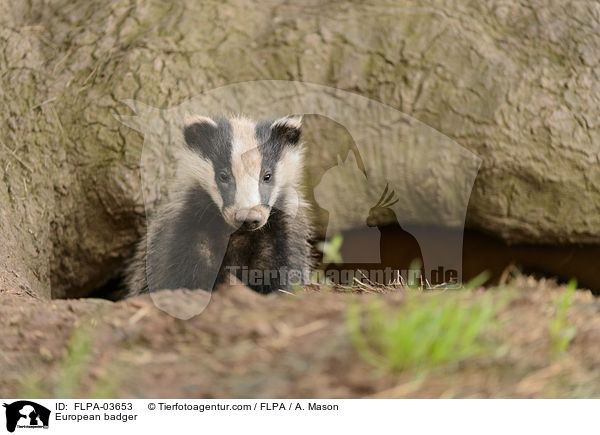 European badger / FLPA-03653