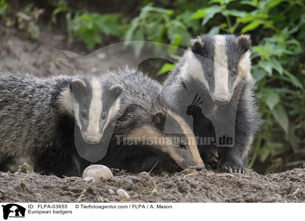 European badgers / FLPA-03655