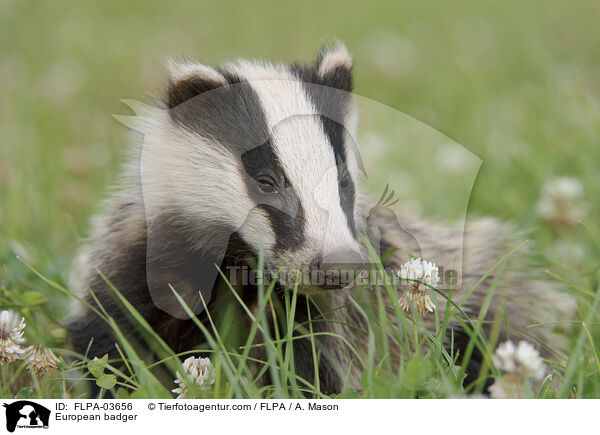 European badger / FLPA-03656