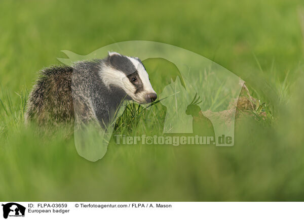 European badger / FLPA-03659
