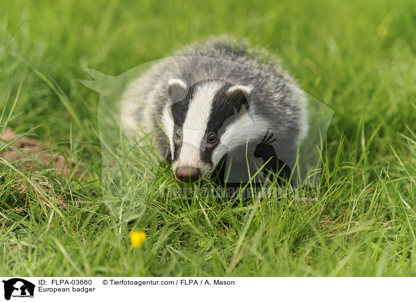 Europischer Dachs / European badger / FLPA-03660