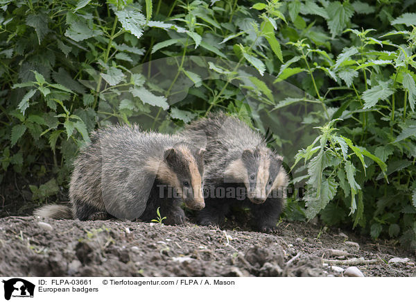 Europische Dachse / European badgers / FLPA-03661