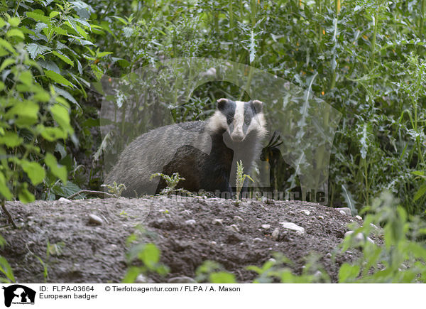 Europischer Dachs / European badger / FLPA-03664