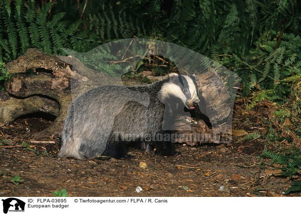 European badger / FLPA-03695