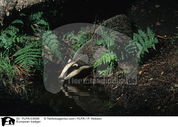 European badger / FLPA-03696