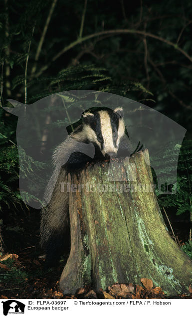 European badger / FLPA-03697