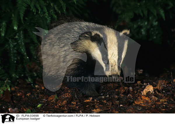 European badger / FLPA-03698