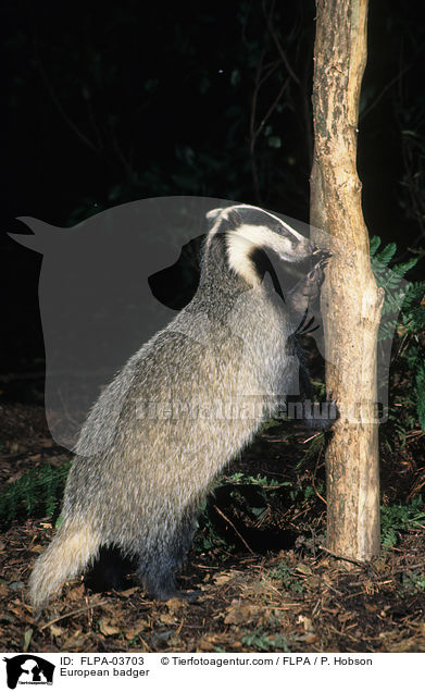 Europischer Dachs / European badger / FLPA-03703