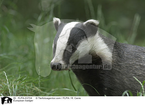 European badger / FLPA-03704